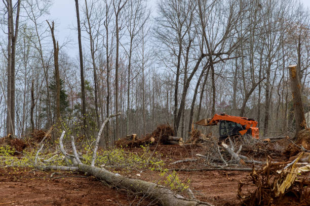 Best Tree Risk Assessment  in Central Islip, NY