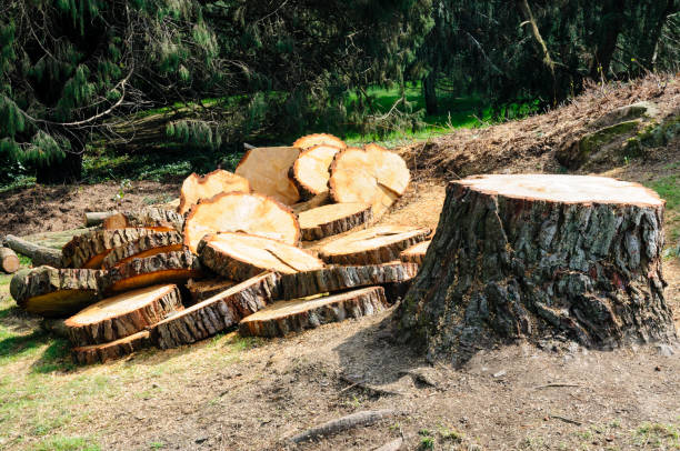 Best Tree Removal  in Central Islip, NY